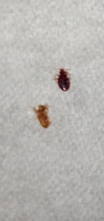 Attorney Secures Settlement for Woman Bit by Bed Bugs at an Oregon Holiday Inn Express  
