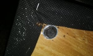 Florida Bed Bug Infestation in Hotel Settlement  