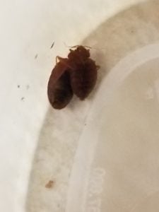 Property Damage in Bed Bug Injury cases 