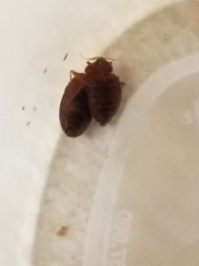 Miami Hotel Bed Bug Bite Injury; What Do I Do?  