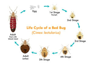 Orlando Florida Bed Bug Injury Claims  