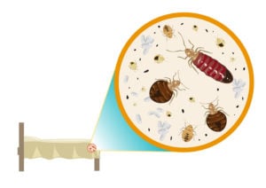 Orlando Florida Bed Bug Injury Claims  