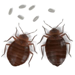 Orlando Hotel Bed Bug Injury Case Settles  