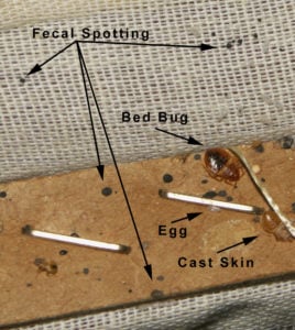Bed Bugs in Rental Furniture  