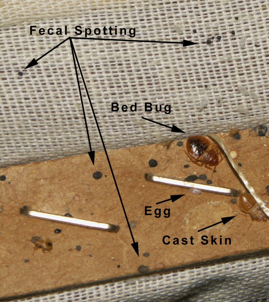 Bed Bugs in Rental Furniture Bed Bug Attorney