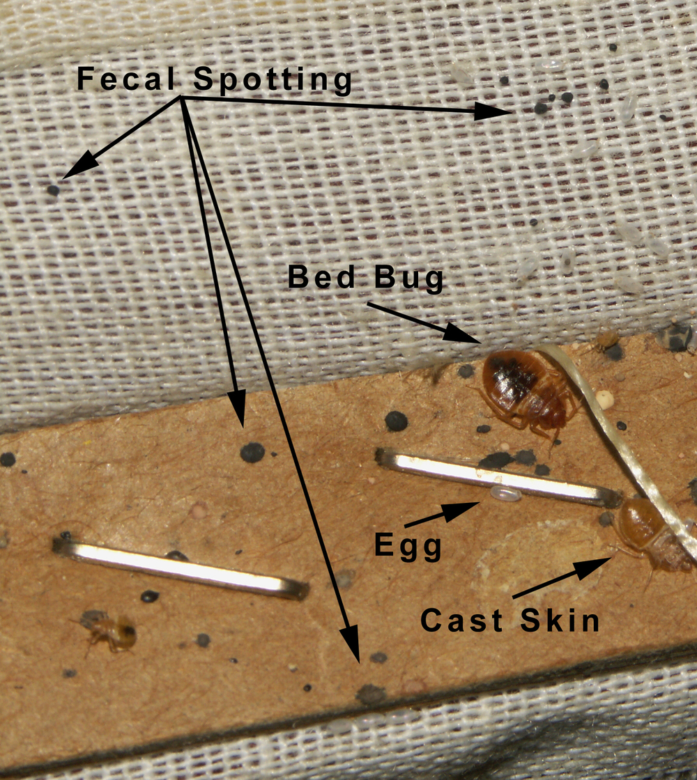 Bed Bugs in Rental Furniture Bed Bug Attorney