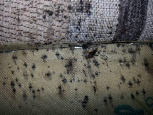Bed Bugs in Hotels  